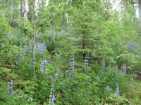 Fields of Lupine